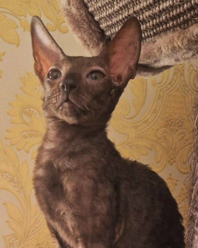 Fancy Rex Marcus