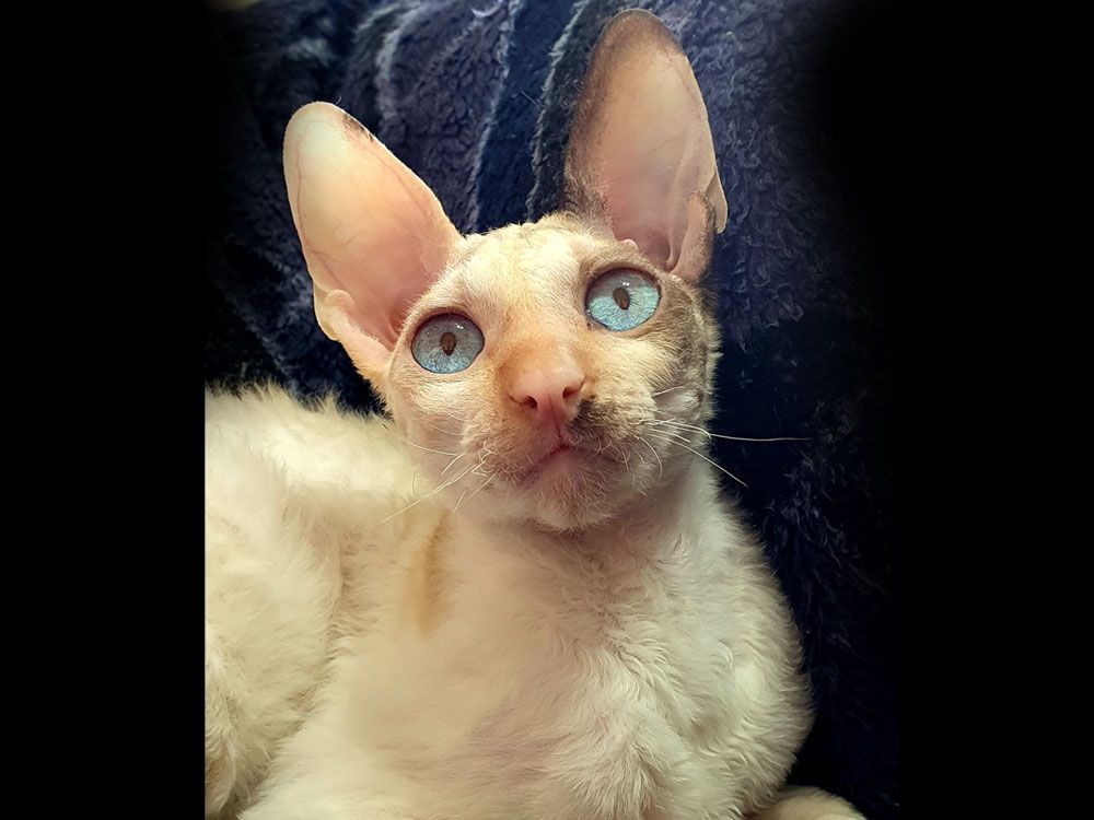 Кошка De Longi Bellissima Siama of Fancy Rex