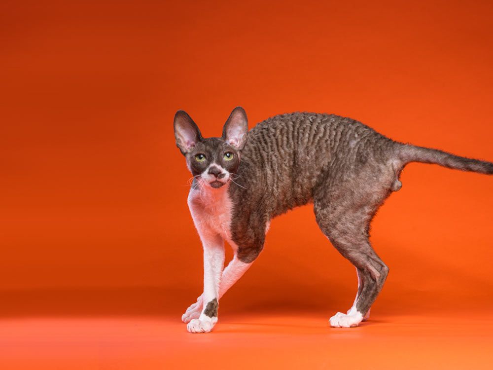 кот Fancy Rex Konstantin