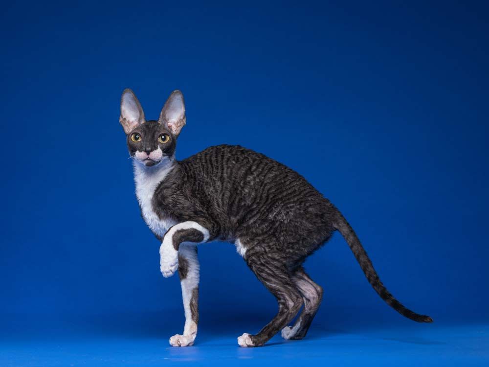 Кошка Fancy Rex Julietta