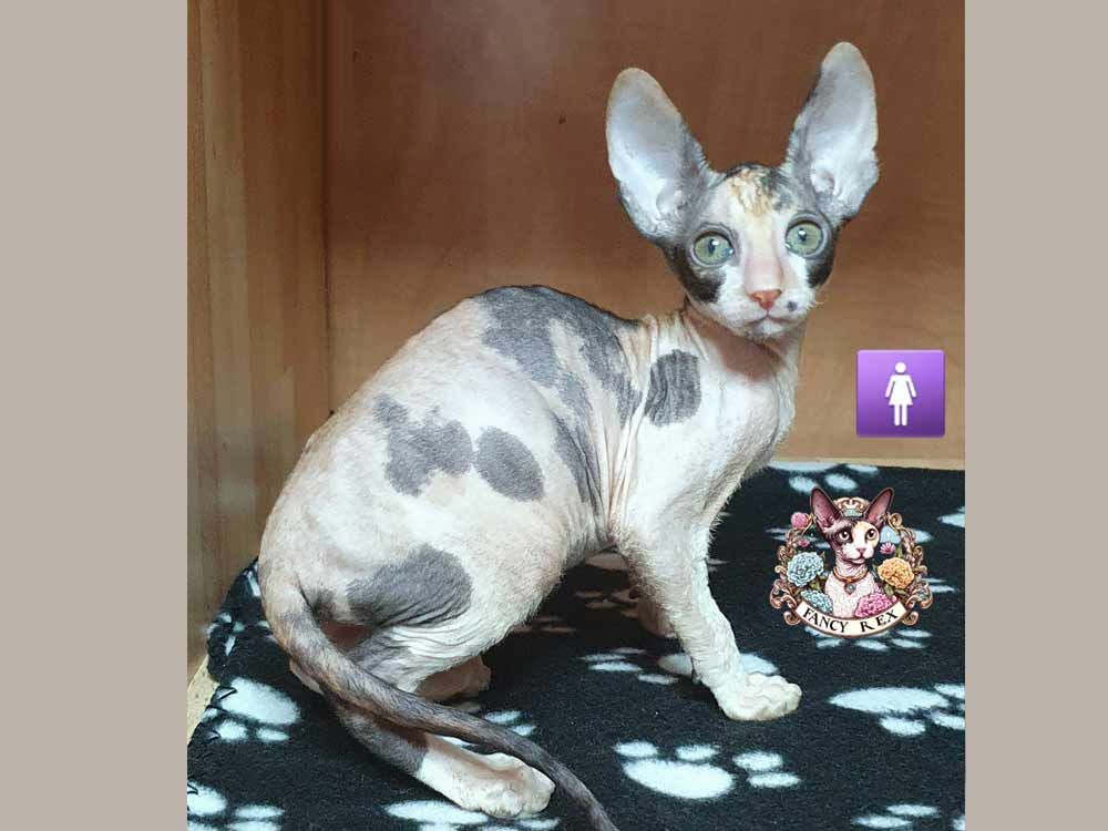 Котёнок Fancy Rex Aleftina