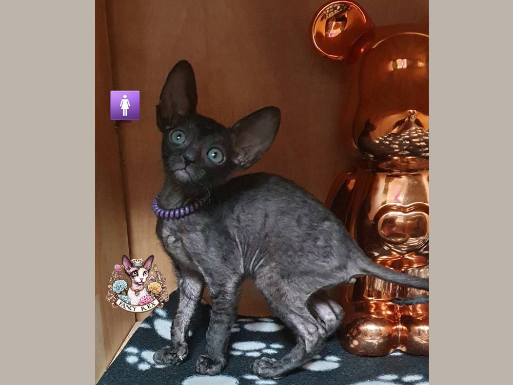Котенок Fancy Rex Don't from Biden