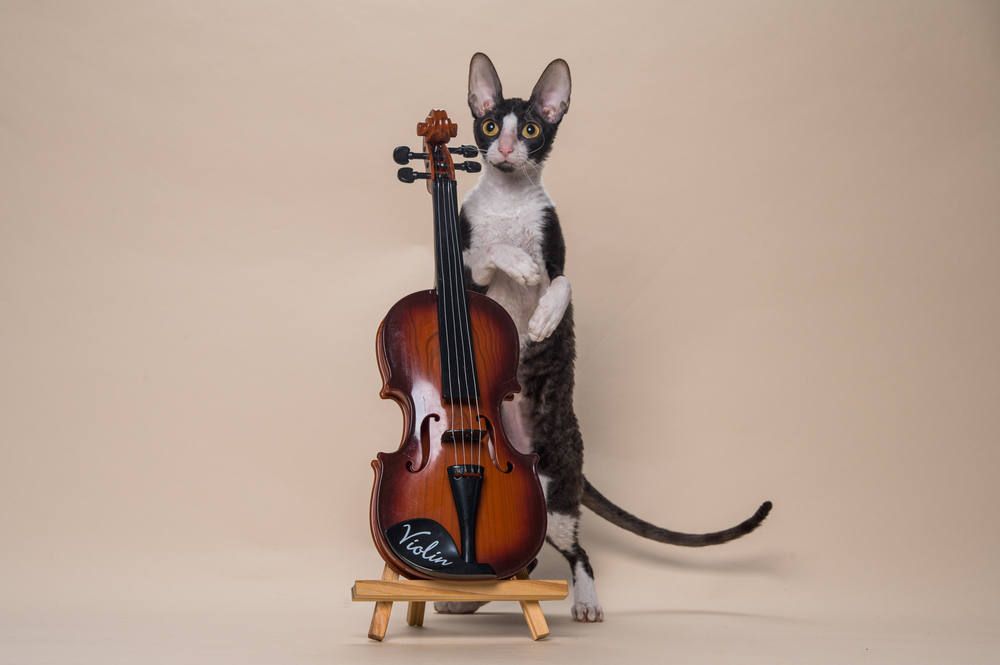 Кошка Rex Graceful Fortuna of Fancy Rex