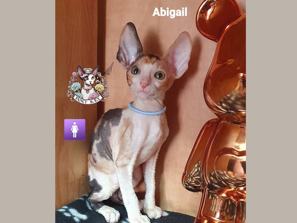 Котята Fancy Rex Abigail 🇮🇱