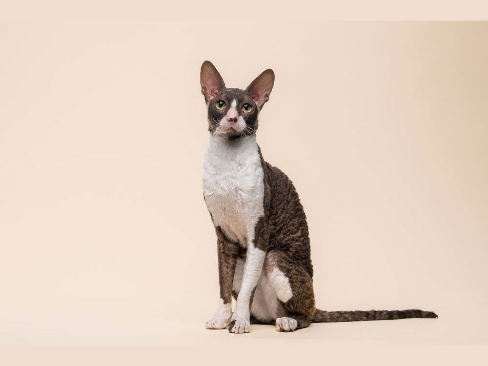 Кот CH TICA, ICH ASC Rex Graceful Justin of Fancy Rex