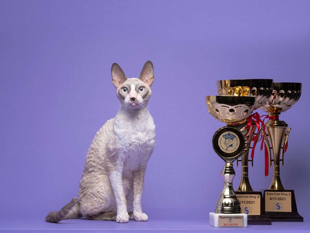 Кот Neuter, GIPR ASC QCH TICA Rex Graceful Alfredo Blue Ness