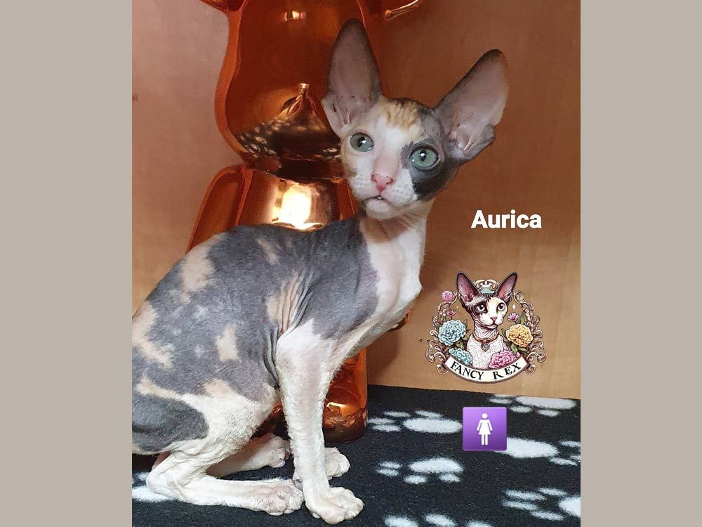 Котята Fancy Rex Aurica 🇮🇱