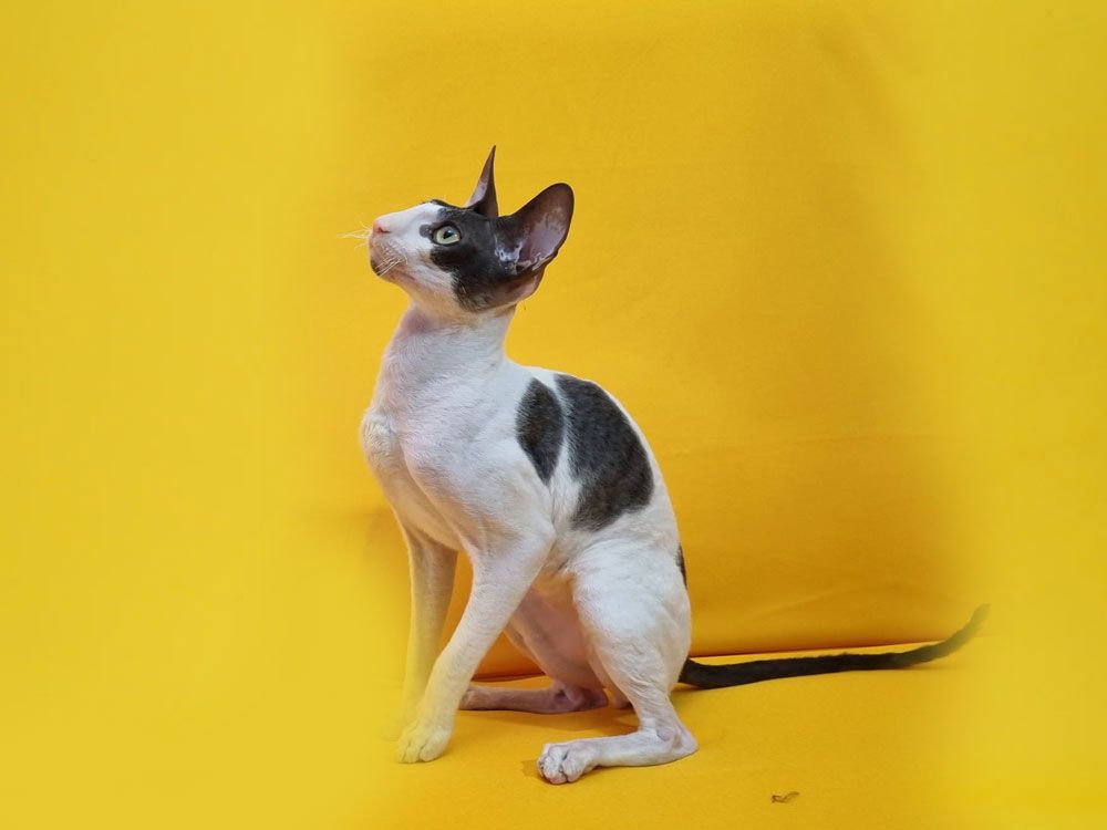 Кот Tyrion Anima et Vita of Fancy rex
